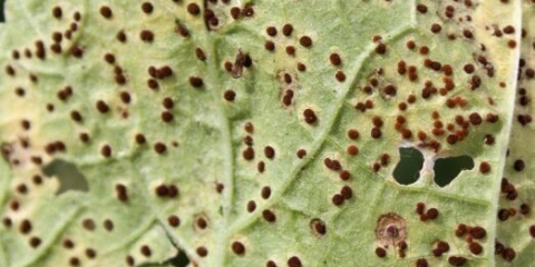 Rđa na malinama: kako liječiti, kako se nositi s narodnim lijekovima, fotografija